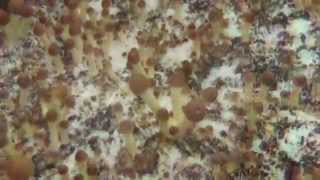 Ear Mind Eye A/V Mix