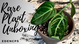 Rare Plant Unboxing l EdenCPs