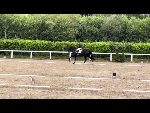 8yo Dressage Prospect - Image 2