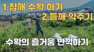 텃밭 참깨 수확하고 들깨 약주고 수확의 기쁨 맛보는 날 