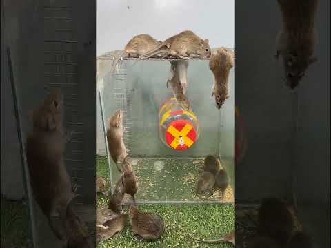 ネズミ科 - 定義