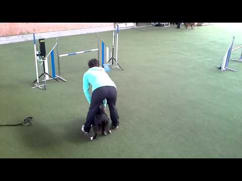 Kaiseraugst 06.02.16 Cendrine & Happy Agility L2