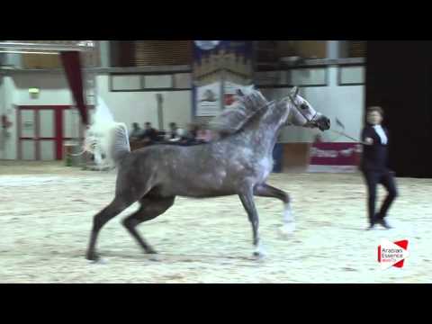 N.74 MM NEVIO - Wels 2016 - Stallion 4-6 years old (Class 10)