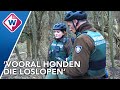 Boswachters delen veel meer boetes uit door coronadrukte - OMROEP WEST