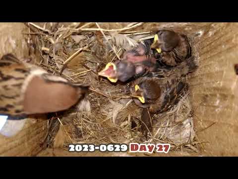 From empty nest to chicks fledging