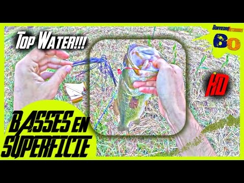 PESCA DE BLACK BASS en SUPERFICIE ¡ATAQUES en DIRECTO! TOP WATER BASS FISHING | www.bofishing.es