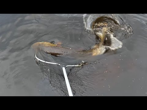 120cm/13,7kg jättihauki Kokkolasta Spintubella!😊🎣👍🏻