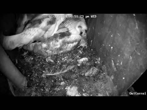 As Mom Corrals Owlets, Dad #BeauTheBarnOwl Delivers Food.  Owl Box C - 8:50 pm