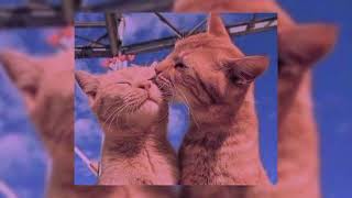 Download lagu Zaalima - Sped Up mp3