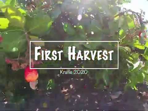 The first harvest of my cashew nut farm 2020 | how cashew nut farming and processing