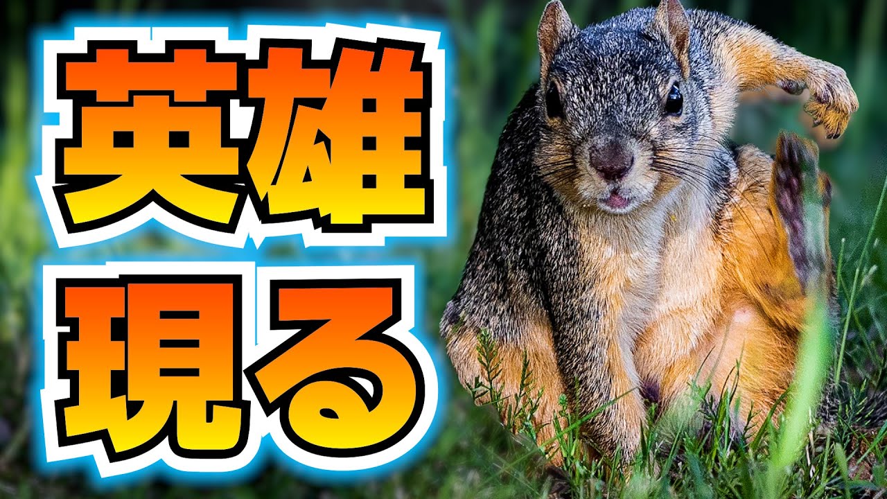 英雄リス、裁きを受ける【バチクソニュース】