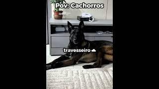 O olhar de quem foi vendida 😭🥺#engraçado #cachorro #shorts