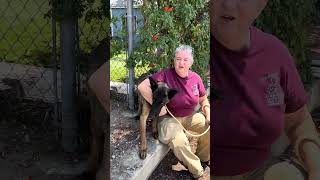 Video preview image #1 Mutt Puppy For Sale in Pasadena, CA, USA