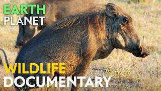 The Dark Jungle: Wildlife of Central Africa’s Rainforests | Jungle Planet Documentary