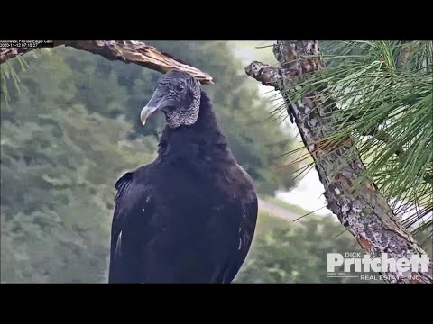 SWFL Eagles ~ A Committee Of Black Vultures Visit The Nest Tree! 😊 Black Beauties! 💕 11.12.20
