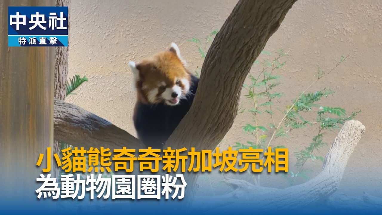 小貓熊奇奇亮相 吸引新加坡動物園粉絲
