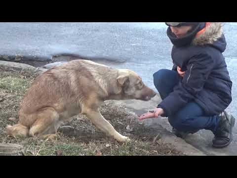 🐈 КОРМЛЮ БЕЗДОМНЫХ КОШЕК И СОБАК .