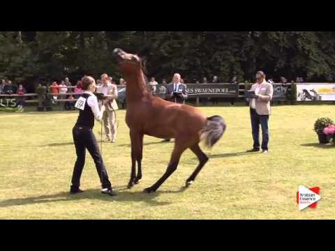 N.122 MOUDEER EL NADER - Bruges 2015 International - Yearling Colts (Class 102A)