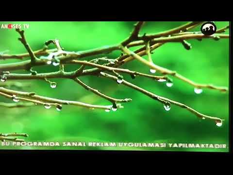 GARİP BEKİR { ne bilecektim }