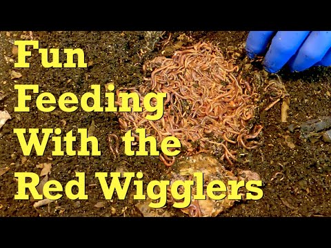 22nd feeding for 39 week old bin (worms from compost barrel) - vermicompost