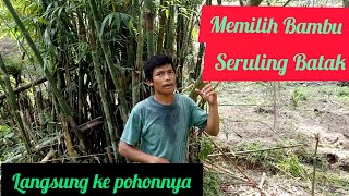 Download lagu Memilih bambu seruling langsung dari pohonnya || cara membuat seruling batak toba mp3 Download lagu Memilih bambu seruling langsung dari pohonnya || cara membuat seruling batak toba mp3