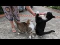 Cute Tuxedo Cat Hugs My Hand With Its Paws And Then Rubs It