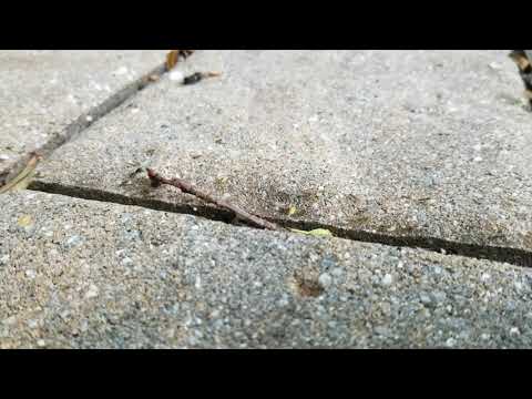 Ants Taking a Dip in Toms River, NJ