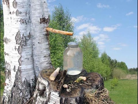 Zašto je dobar Brezin sok - moćna prirodna infuzija