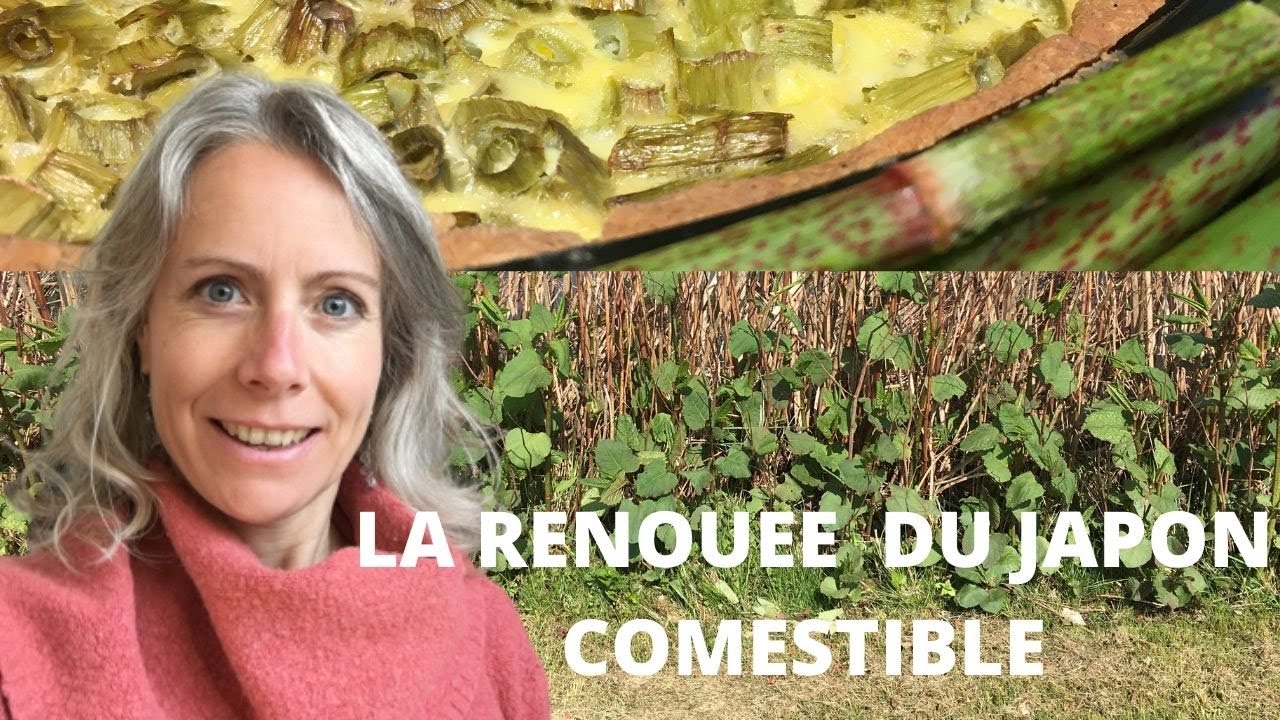 La renouée du Japon comestible