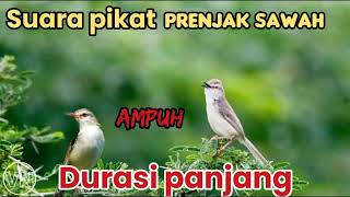 Download lagu suara pikat prenjak sawah ampuh. mp3