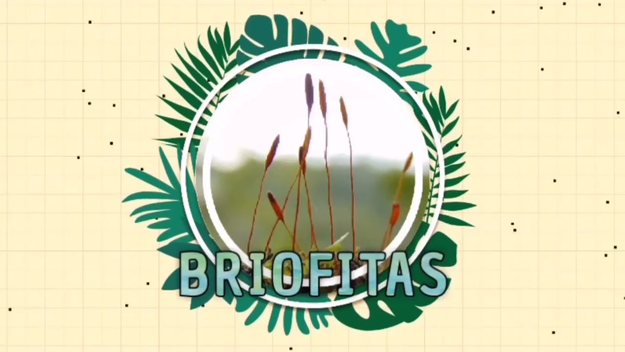 Briofitas: Un mundo por descubrir