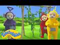 Teletubbies Picking Vegetables In The Garden 45 Minute Compilation For Kids