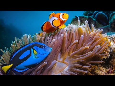 Marine Adventures: Nemo and Dory! The Clown Fish and the Surgeon Fish! 🐟🐠