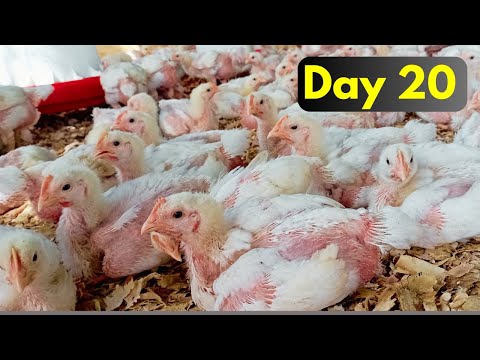Day 20 | Farming Broiler Chicken Successfully in Kenya