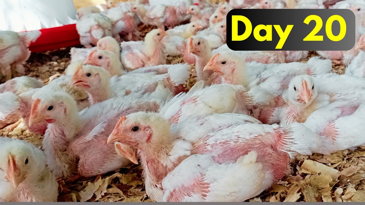 How to Farm Broiler Chicken Successfully in Kenya