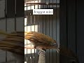 Jenggot Mini Burungmerdu Birds Burungkicaudialamliar Kicaumania Masteranjernih Jenggotmini