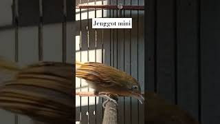 Download lagu jenggot mini #burungmerdu #birds #burungkicaudialamliar #kicaumania #masteranjernih #jenggotmini mp3