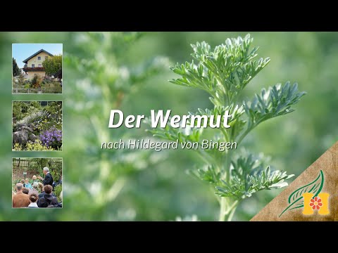 Der Wermut bei Hildegard von Bingen