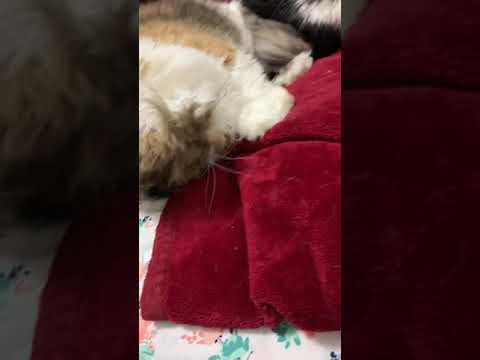 Persian kitty snore snore . Is your cat nonvocal  ? Is that normal?