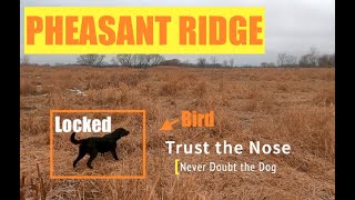 Pheasant Hunt: Why Labs are the BEST hunting Dogs