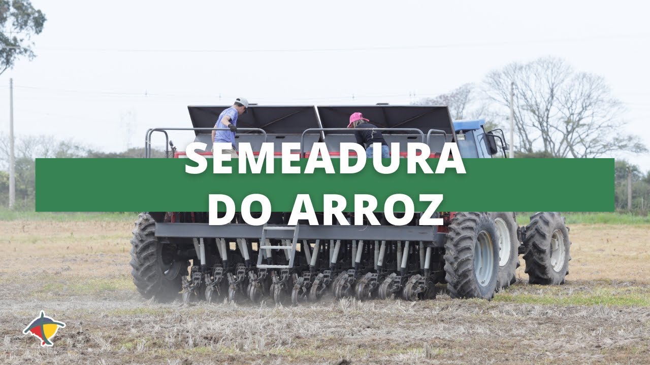 Época de semeadura do arroz irrigado no RS e a relação com doenças e plantas daninhas | Terra Sul