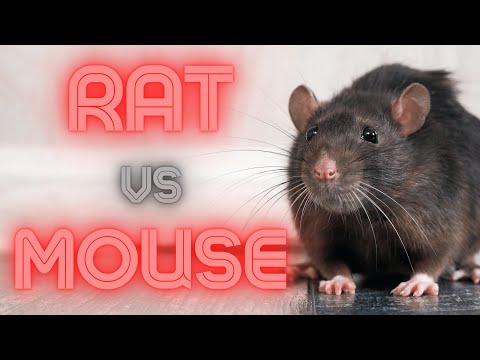 Rat vs Mouse (How to Identify & Remove)