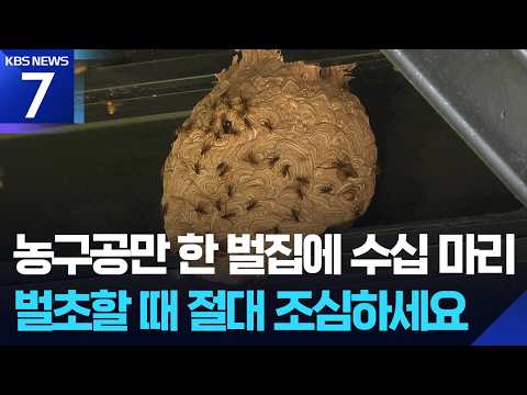 벌초·성묘철 ‘벌 쏘임’ 주의…해마다 20명 넘게 ‘심정지’ / KBS 2026.09.18.