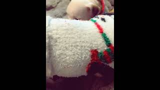 Bully Kutta Puppies Videos