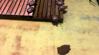 preview picture of video 'Gatorland Orlando, FL  Turtles and Alligators'