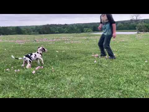 Beauty playing outside.