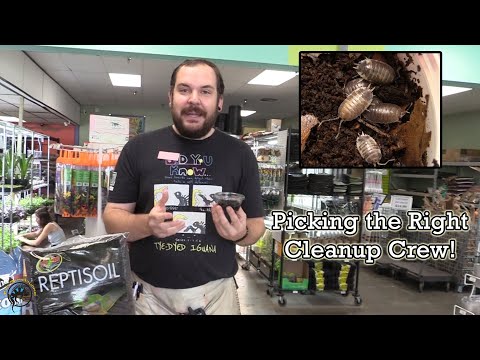 How to Choose the Best Cleanup Crew for Your Bioactive Tank! ♻🌿