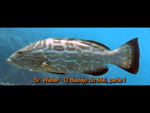 Sr. Walter - o Badejo do Mal, parte I - Esporão de Bagre