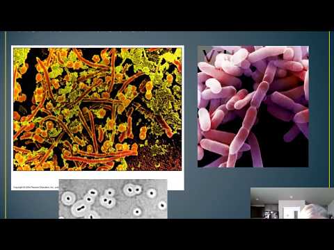 Chapter 14: Normal Microbiota