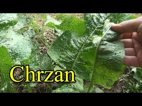 Ogrodowe pierdamony 15 - chrzan